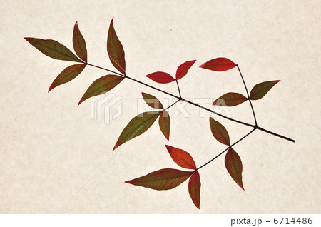 ナンテン 6714486