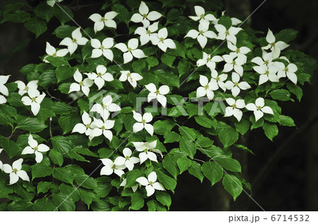 ヤマボウシ ヤマボウシ 6714532