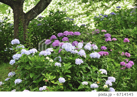 アジサイ 6714545