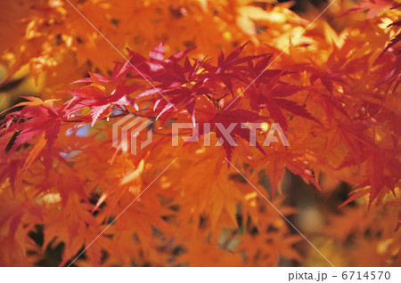 紅葉 6714570