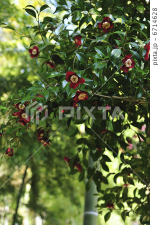 竹林と椿 6714628