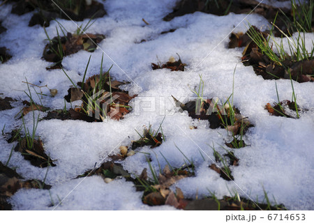 春の淡雪 春の淡雪 6714653