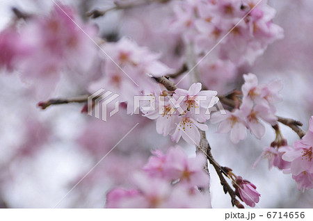 桜 桜 6714656