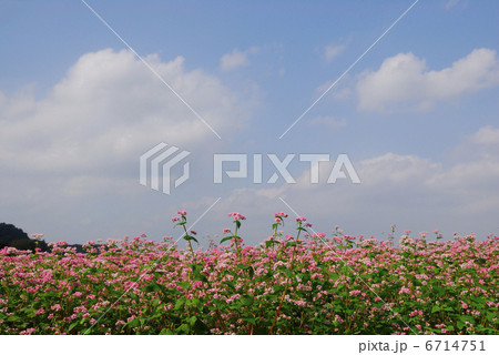 アカソバの花と白い雲 6714751