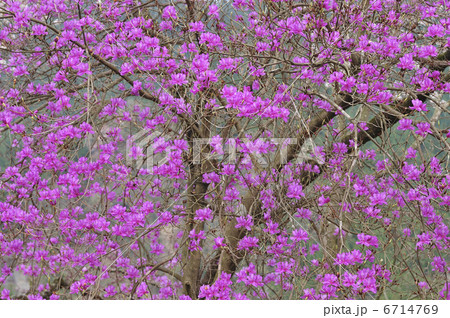 ミツバツツジ 6714769