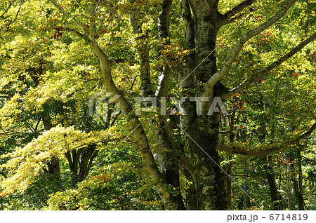 ブナ ブナ 6714819