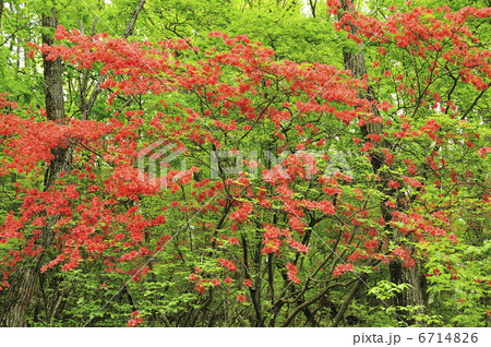 レンゲツツジ 6714826