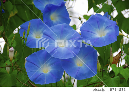 アサガオ 6714831