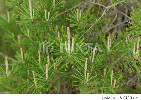 松の新芽 6714857