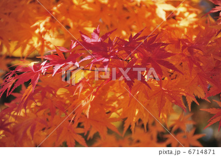 紅葉 紅葉 6714871