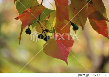 ナンキンハゼの紅葉 ナンキンハゼの紅葉 6714925