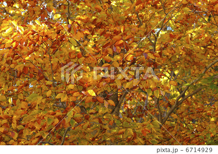 紅葉 6714929