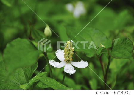 ドクダミの花 6714939