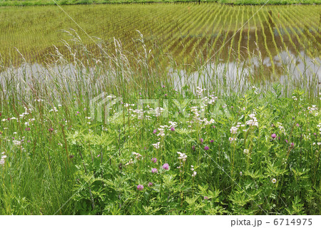 水田の草花 6714975