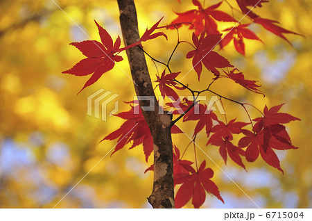 紅葉 6715004