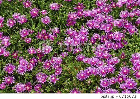 マツバギク 6715073