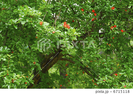 ザクロの花 6715118