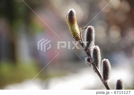 ネコヤナギ 6715127