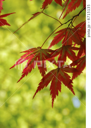 紅葉 紅葉 6715135