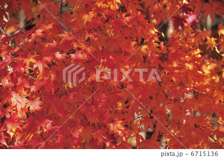 紅葉 紅葉 6715136