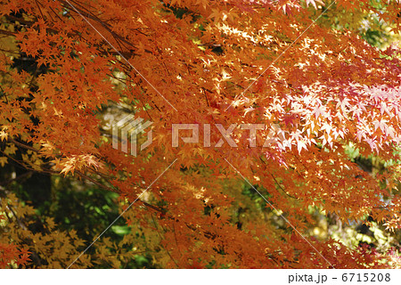 紅葉 紅葉 6715208