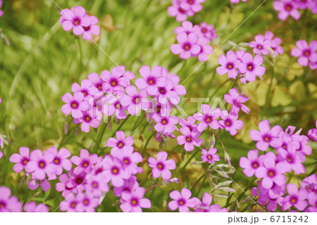 ムラサキカタガミ 6715242