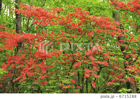 レンゲツツジ 6715288