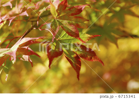 紅葉 紅葉 6715341