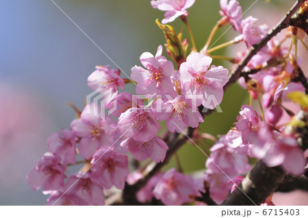 河津桜 6715403