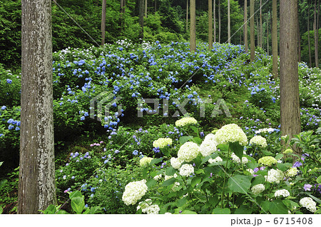 アジサイ アジサイ 6715408