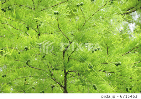 ラクウショウ ラクウショウ 6715463