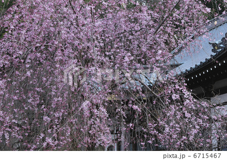 桜 6715467