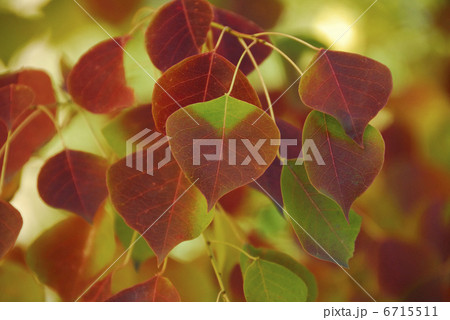 紅葉 6715511