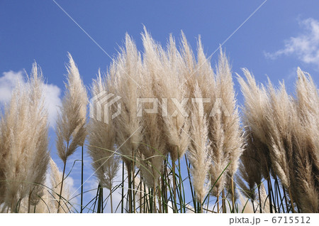 パンパスグラス 6715512