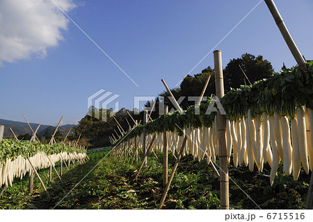 大根干し 6715516