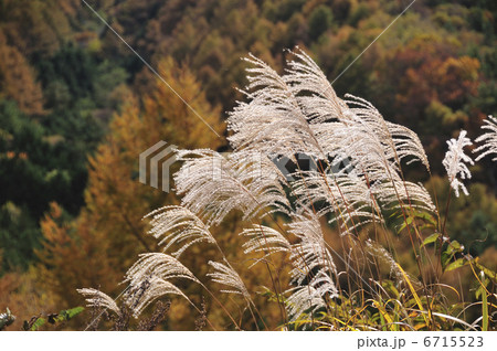 ススキ 6715523