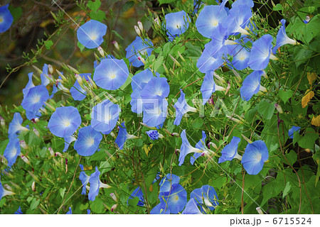 アサガオ 6715524