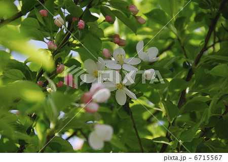 林檎の花 6715567