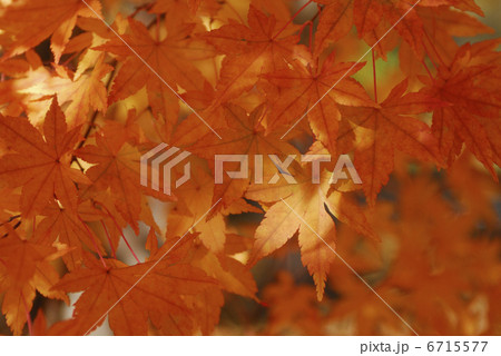 紅葉 紅葉 6715577