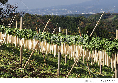 大根干し 6715597