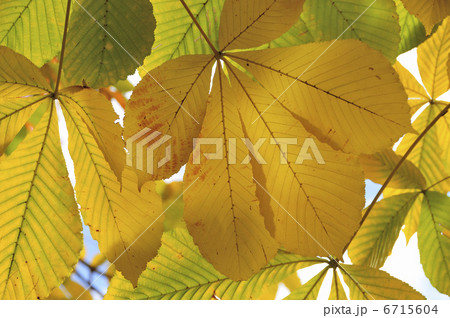 紅葉 紅葉 6715604