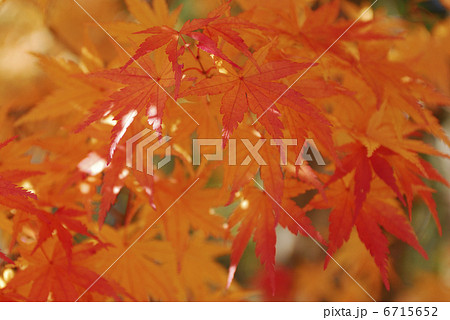 紅葉 6715652