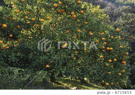 ミカンの木 ミカンの木 6715653