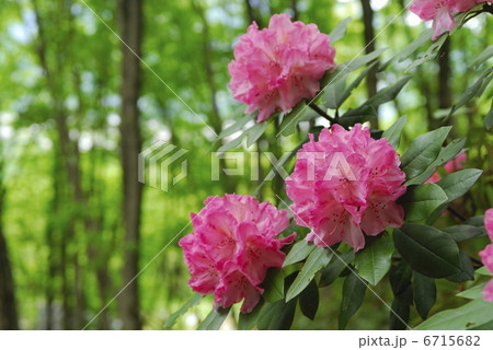 シャクナゲ 6715682