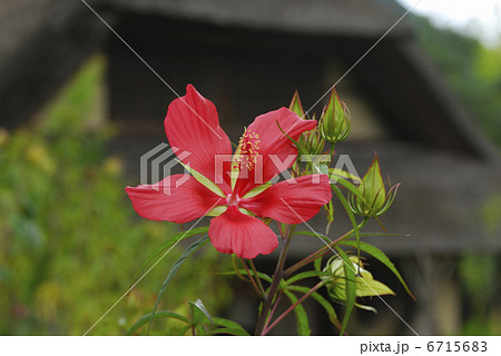 モミジアオイ 6715683