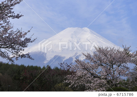 富士と桜 富士と桜 6715786