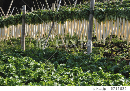 大根干し 6715822