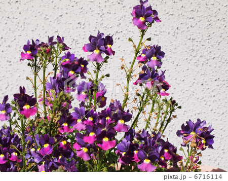 宿根メネシア 宿根メネシア 6716114