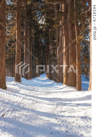 冬の戸隠神社奥社参道の写真素材