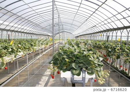 イチゴ狩り 6716620